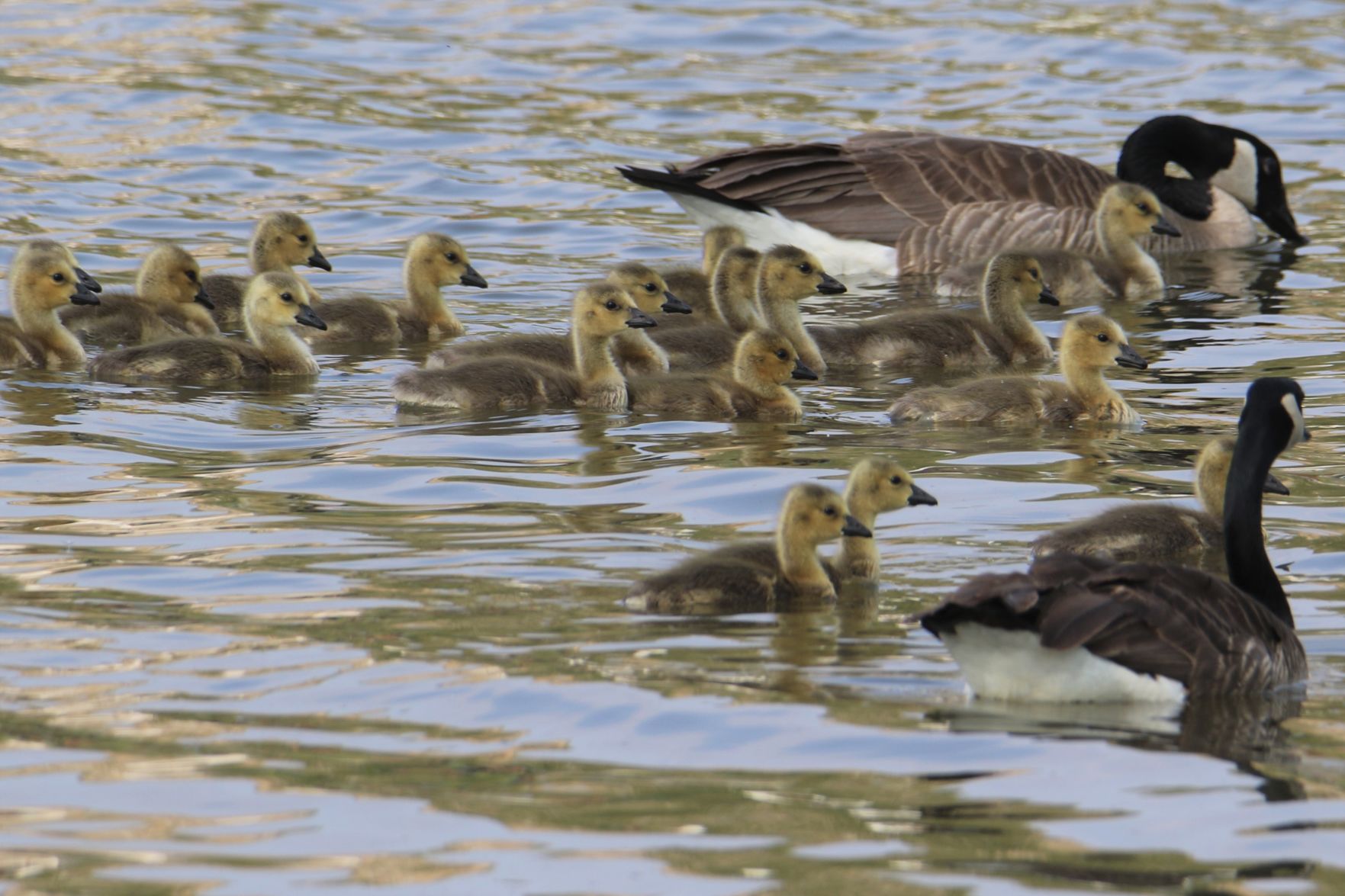 A Very Big Family